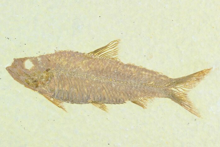 Fossil Fish (Knightia) - Green River Formation #122896